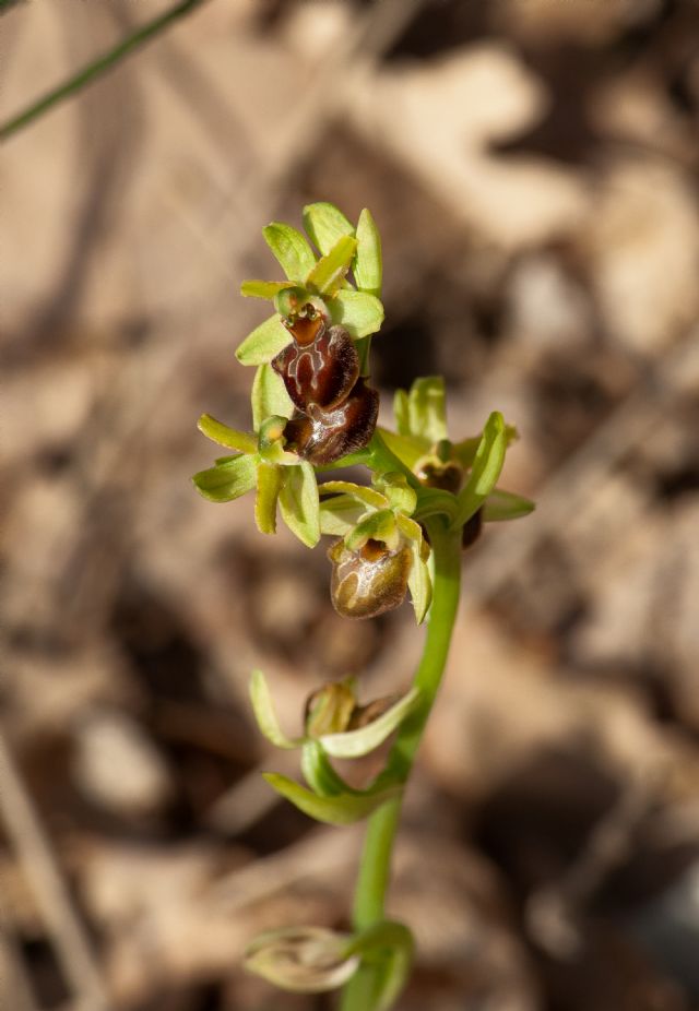 Ophrys della sezione Araniferae